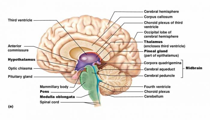 Cerebral hemisphere. Corpus callosum. Third ventricle. Choroid plexus of third ventricle. Occipital lobe of cerebral hemisphere. Thalamus (encloses third ventricle) Anterior commissure. Pineal gland (part of epithalamus) Hypothalamus. Corpora quadrigemina. Optic chiasma. Cerebral aqueduct. Midbrain. Pituitary gland. Cerebral peduncle. Mammillary body. Fourth ventricle. Pons. Choroid plexus. Medulla oblongata. Cerebellum. Spinal cord. (a)